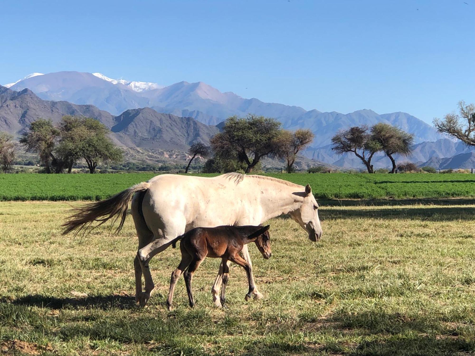 מולינוס Estancia Banda Grande - Horse & Hiking Safaris מראה חיצוני תמונה